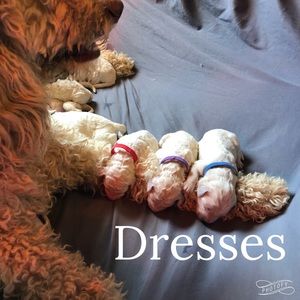 Girl’s Dresses